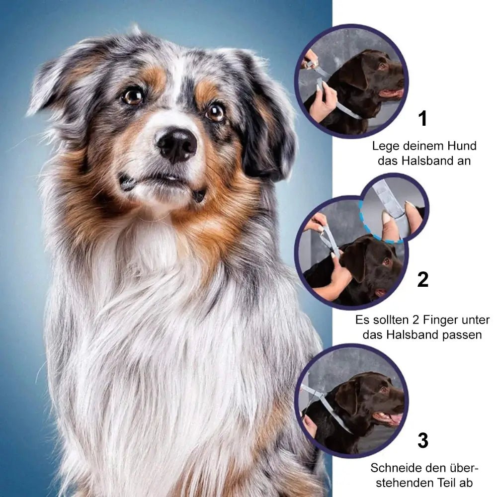 Zeckenfluch | 8 Monate Floh- und Zeckenfrei für Hunde & Katzen